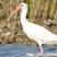 White Ibis
